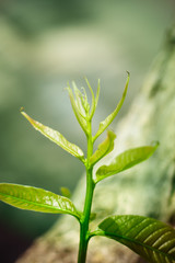 Naklejka premium Closeup Shoots