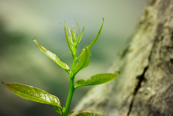 Shoots Vintage Colour