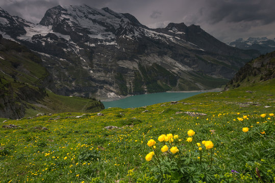 Meadow flowers near lake Oeschinensee, Switzerland