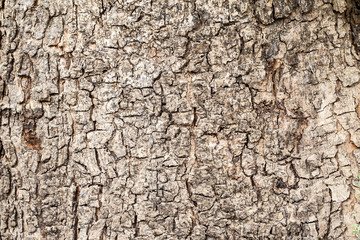 tree texture