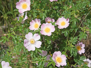Fototapeta premium Hagebuttenblüten, Hagebutten, Rosa canina