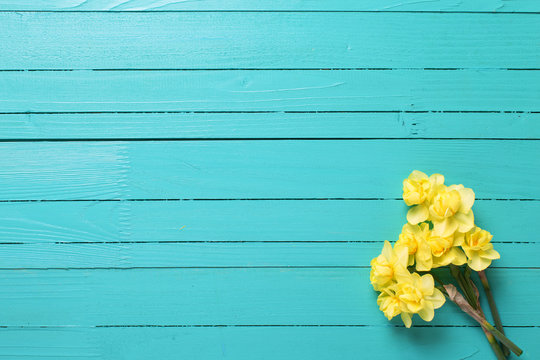 Yellow narcissus or daffodil flowers on turquoise wooden backgro