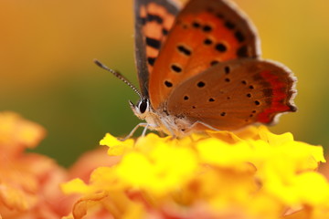 ランタナノ花の蜜を吸うベニシジミ