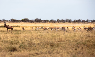 Animals' wildlife in Namibia, Africa