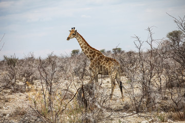 Animals' wildlife in Namibia, Africa
