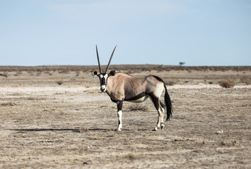 Animals' wildlife in Namibia, Africa