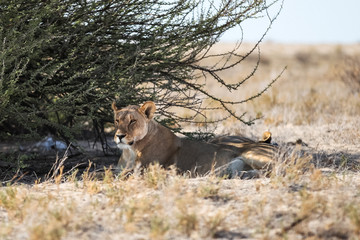 Animals' wildlife in Namibia, Africa