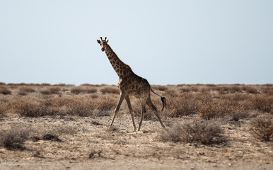 Obraz na płótnie Canvas Animals' wildlife in Namibia, Africa
