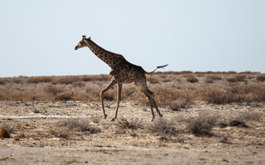 Obraz na płótnie Canvas Animals' wildlife in Namibia, Africa