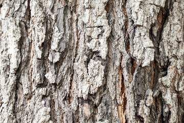 tree texture