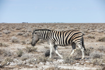 Fototapeta na wymiar Animals' wildlife in Namibia, Africa