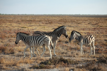 Obraz na płótnie Canvas animals' wildlife in Namibia, Africa