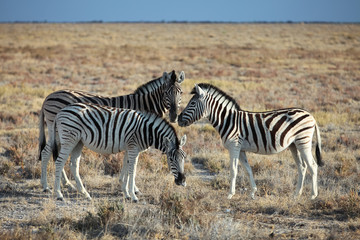 Fototapeta na wymiar animals' wildlife in Namibia, Africa