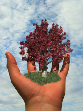 Tree on a hand with sky background - save nature concept