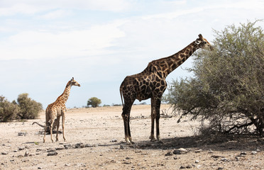 Naklejka na ściany i meble animals' wildlife in Namibia, Africa
