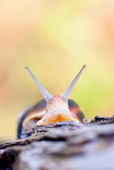 snail from the front on the nature