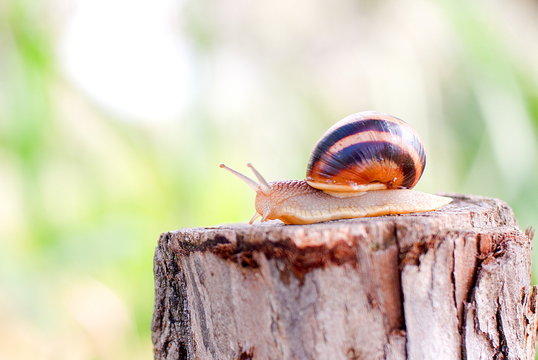 snail crawling on the stump