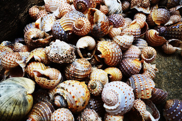 Shell background
