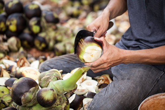 Man using a knife sheath a Asian Palmyra palm, Toddy palm, Sugar palm, Cambodian palm.