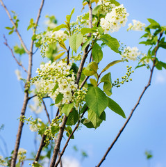 Bird cherry closeup