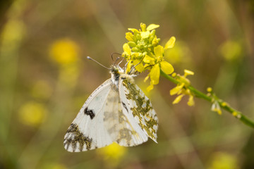 Resedafalter auf einer Blüte - nahe der Straße von Salou nach Reus - Costa Daurada, Spanien