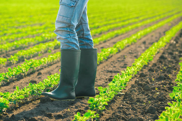 Farmer standing in soybean plants rows in cultivated field