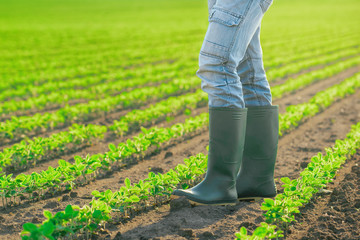 Unrecognizable male farmer standing in soybean plants rows
