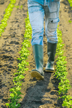 Unrecognizable male farmer walking through soybean plants rows