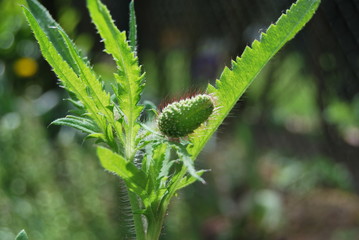 Klatschmohn (Papaver rhoeas) Blütenknospe im Gegenlicht