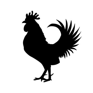 Rooster or cock symbol hand drawing in black, Chinese zodiac sign, black silhouette isolated on white, hand drawn shape. Happy new year Chinese Year of the Rooster zodiac emblem 2017.