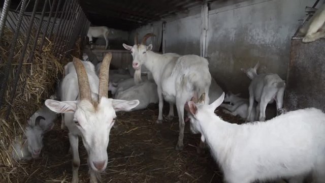 White Swiss Saanen goats on the farm