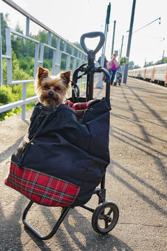 Yorkshire Terrier in a bag at the station. Small dog traveling. Transportation miniature dog breeds to the country. rolling bag 