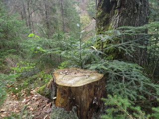 Larch tree stump in the woods in the Carpathians.