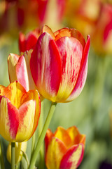 tulipe du jardin de printemps