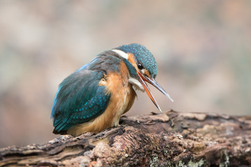 Eisvogel