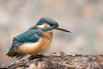 Eisvogel