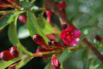 Weigelie (Weigela)