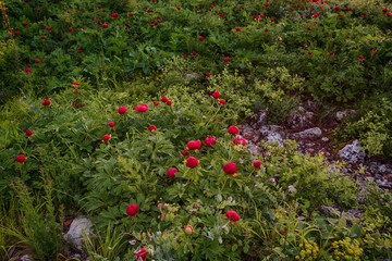 Field of wild peonies at National Archaeological Reserve Yailata, Bulgaria