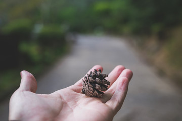 hand holding pine cone