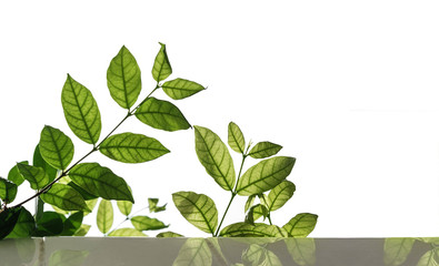 Green leaf with copy space, isolated on white background