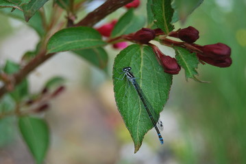 Libelle (Odonata)