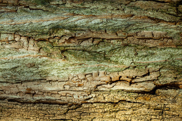 Old wood tree bark