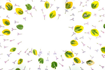 Lilac flowers and leaves background