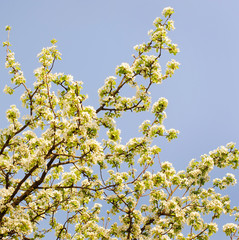 Blooming apple tree in spring time.