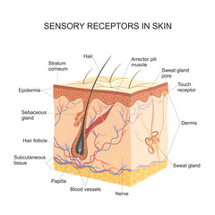 Obraz premium Sensory receptors In skin
