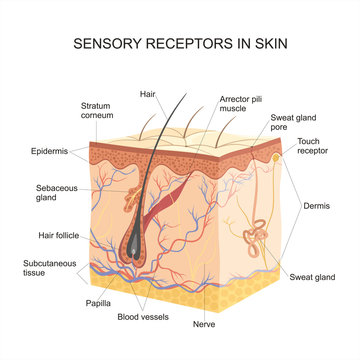 Sensory receptors In skin
