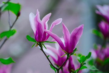 Fototapeta premium Purple flowers on bush