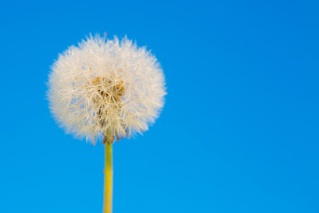 Dandelion abstract blue background.