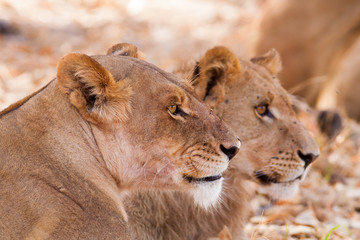 Obraz na płótnie Canvas Wild African Lions