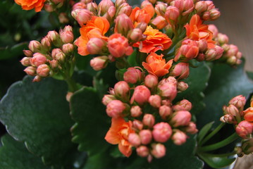 Flammendes Käthchen (Kalanchoe blossfeldiana)